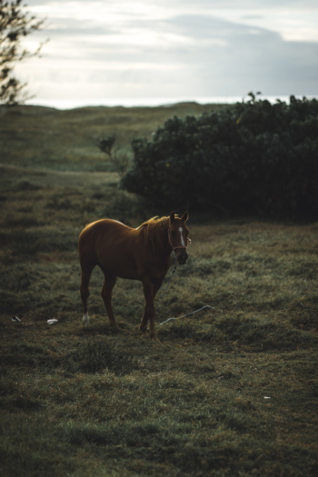 Brown Horse Brown Horse