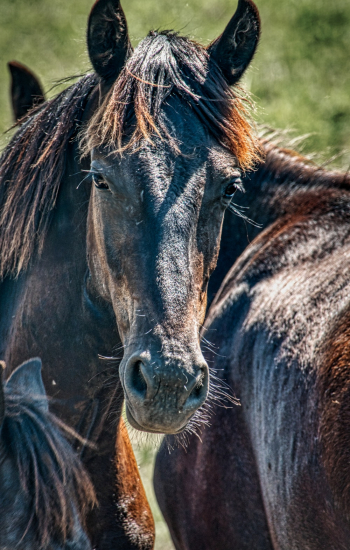 Brown Horse Brown Horse
