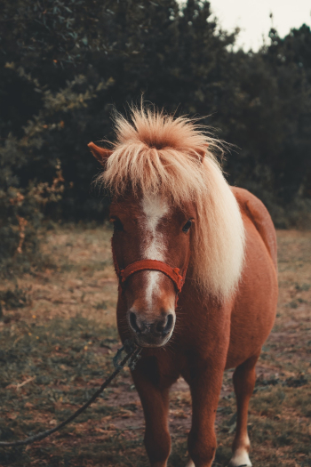 Brown Horse Brown Horse
