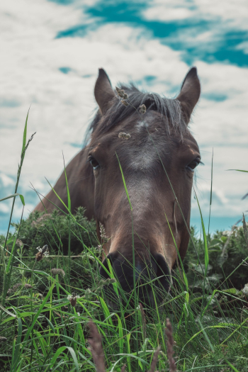Brown Horse Brown Horse