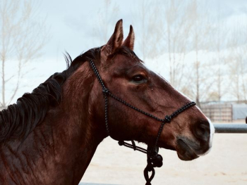 brown horse during daytime brown horse during daytime