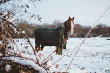 brown horse during winter brown horse during winter