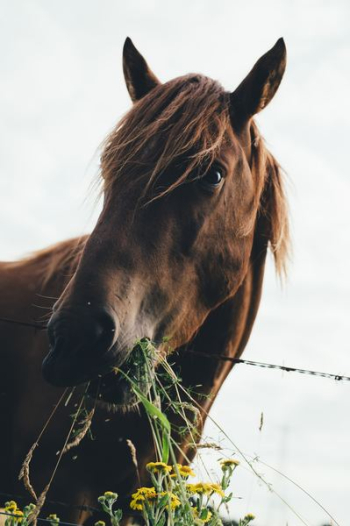brown horse eating grass during cloudy sky brown horse eating grass during cloudy sky