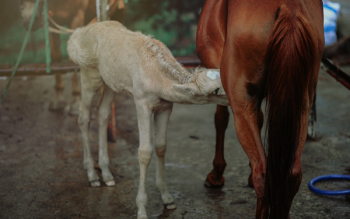 Brown Horse Feeding White Horse Brown Horse Feeding White Horse