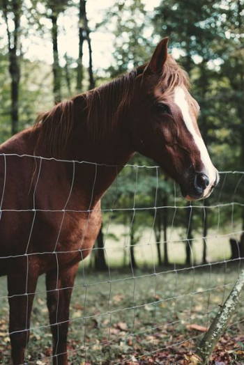 brown horse near stainless steel grill during daytime brown horse near stainless steel grill during daytime