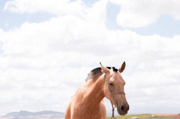 brown horse under clear blus ky brown horse under clear blus ky