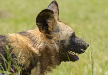Brown Hyena Brown Hyena