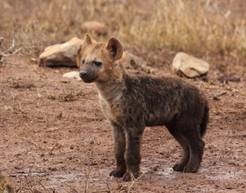 Brown Hyena Cub Brown Hyena Cub