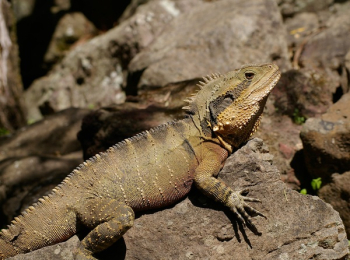 Brown Iguana Brown Iguana