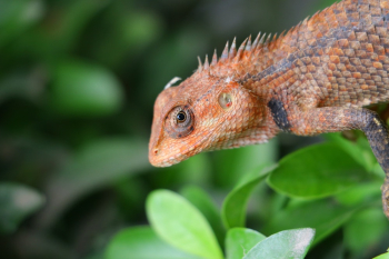 Brown Iguana on Green Leaves Brown Iguana on Green Leaves