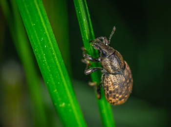 Brown Insect Brown Insect