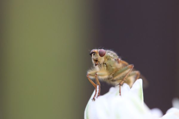 brown insect brown insect
