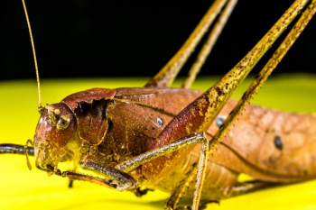 Brown Insect Brown Insect