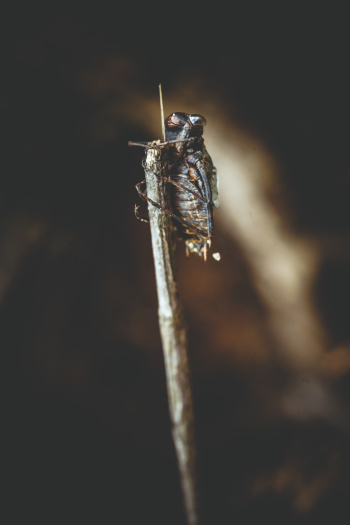 Brown Insect Brown Insect
