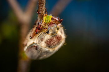 Brown Insect in Macro Shot