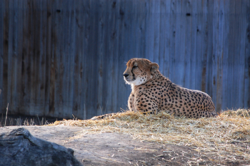 Brown Jaguar Brown Jaguar