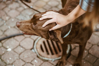 Brown Lab Dog Brown Lab Dog