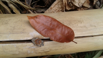 Brown Leaf on Brown Bamboo Brown Leaf on Brown Bamboo