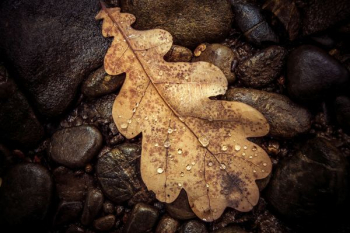 brown leaf on brown stones brown leaf on brown stones