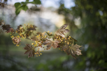 Brown Leaf Plant Brown Leaf Plant