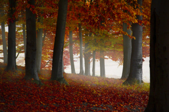 Brown Leaf Trees Brown Leaf Trees