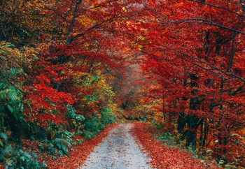 brown leaf trees brown leaf trees