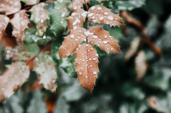 Brown Leafed Plant With Water Dews Brown Leafed Plant With Water Dews