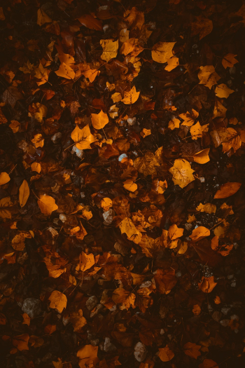 Brown Leaves Brown Leaves