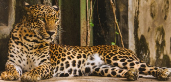Brown Leopard Brown Leopard