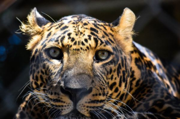 brown leopard brown leopard
