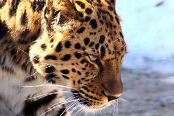 Brown Leopard Brown Leopard
