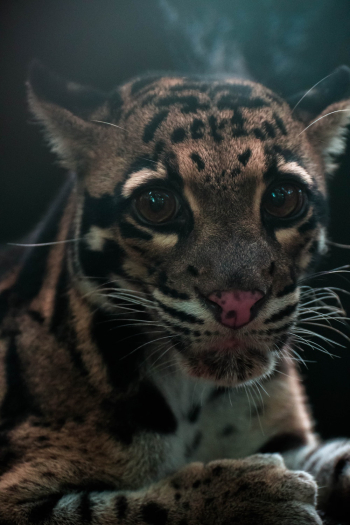 Brown Leopard Cub Brown Leopard Cub