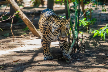 Brown Leopard Walking on Brown Field
