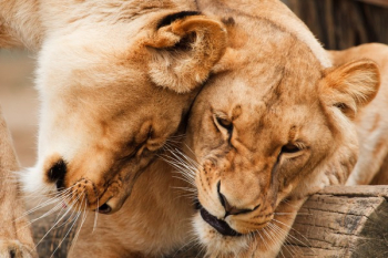 Brown Lion on Brown Wood Trunk Brown Lion on Brown Wood Trunk