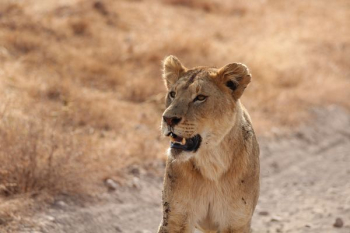 brown Lioness brown Lioness