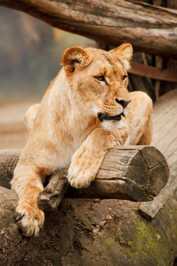 Brown Lioness Brown Lioness