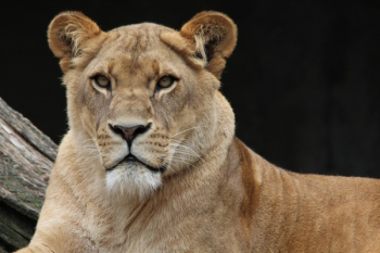 Brown Lioness Brown Lioness