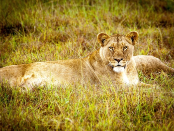 Brown Lioness Brown Lioness