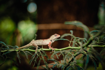 Brown Lizard Crawling on a Branch Brown Lizard Crawling on a Branch