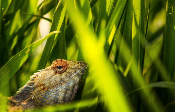 Brown Lizard on Green Grass Brown Lizard on Green Grass