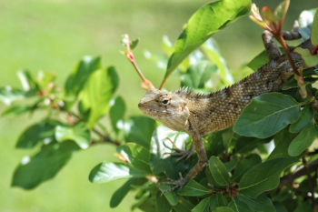 Brown Lizard on Green-leafed Plant Brown Lizard on Green-leafed Plant