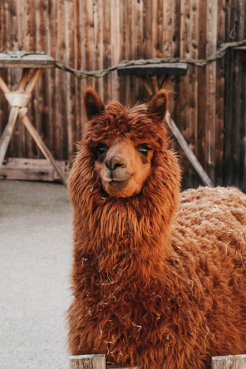Brown Llama Brown Llama