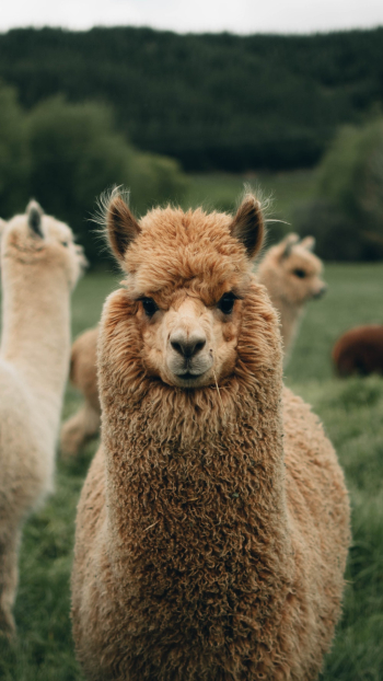 Brown Llama Brown Llama