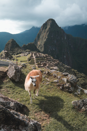 Brown Llama on Hill Brown Llama on Hill