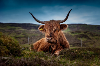 Brown Long Coat Cow Lying on Green Grass Brown Long Coat Cow Lying on Green Grass