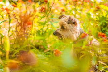 Brown Long Coat Dog Near Green Plants Brown Long Coat Dog Near Green Plants