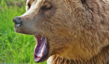 Brown Long Coated Animal Yawning Brown Long Coated Animal Yawning