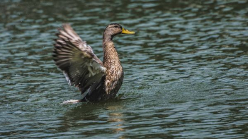 brown mallard duck on body of water at daytime brown mallard duck on body of water at daytime