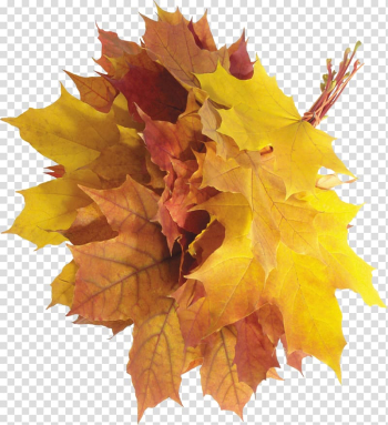 Brown maple leaf, Autumn leaf color Autumn leaf color, autumn leaves transparent background PNG clipart