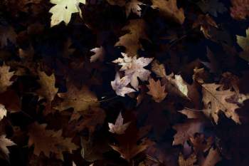 brown maple leaves